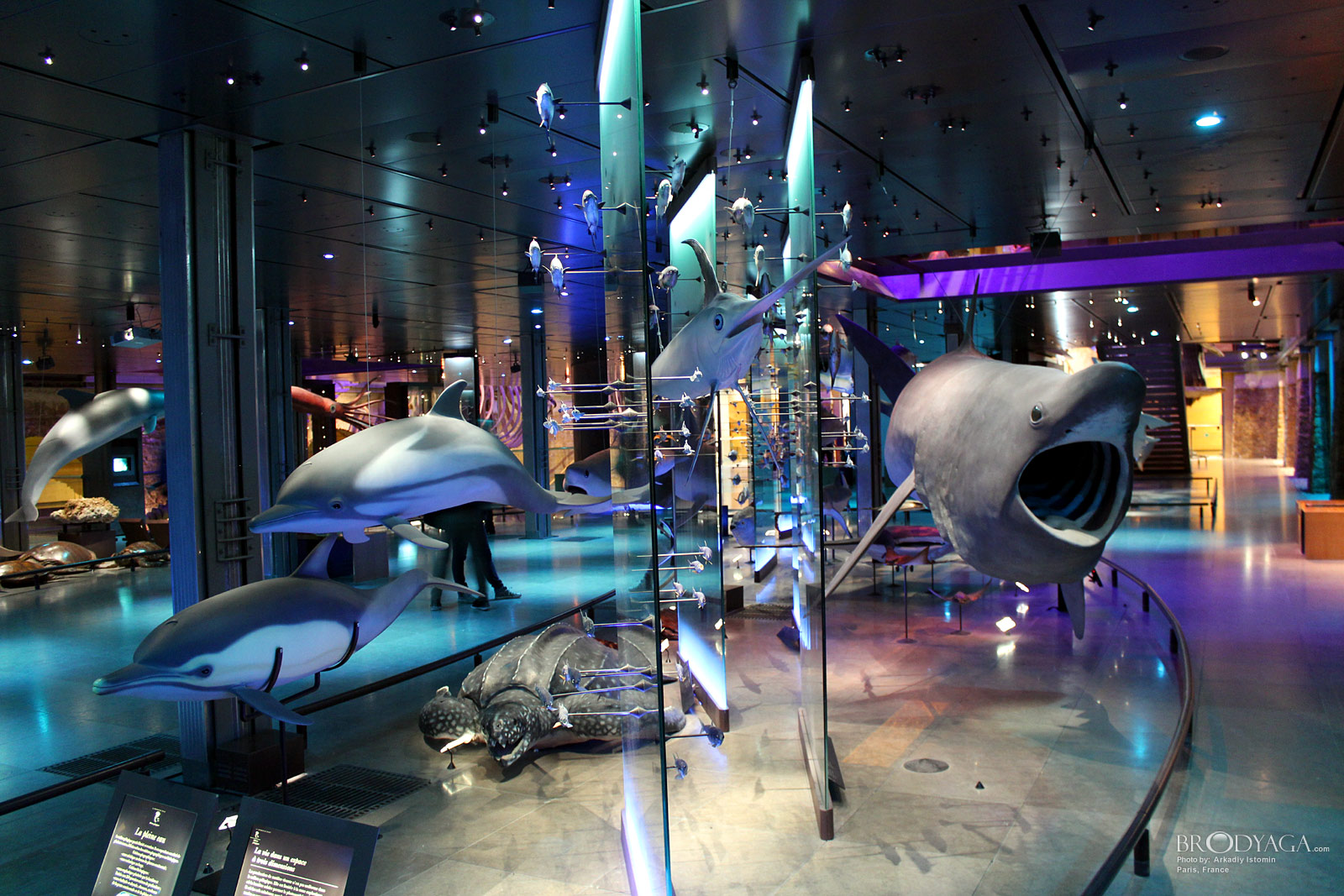 Galerie d'Entomologie